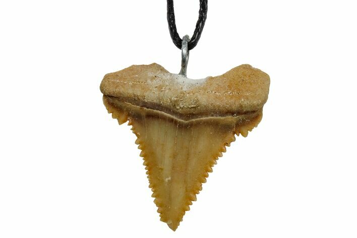 Fossil Shark (Palaeocarcharodon) Tooth Necklace -Morocco #169964